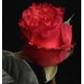 Roses - Dark Milva